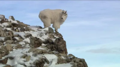ロッキー山脈の危険な崖で生活しているシロイワヤギ