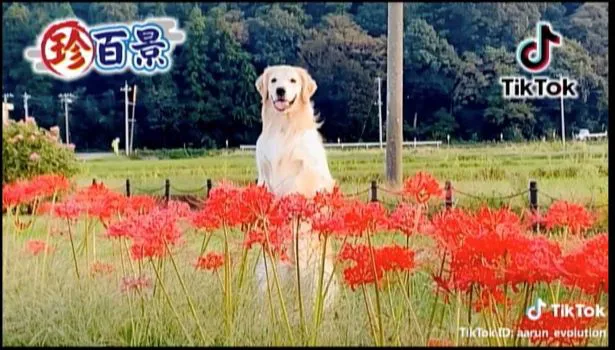 【写真を見る】「花畑からいきなり顔を出す犬」のナニコレ動画