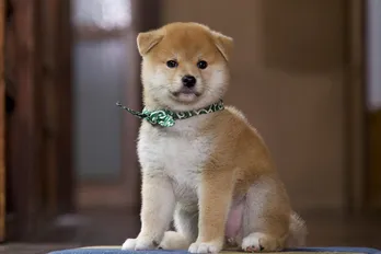 「和風総本家」の豆助が世界へ! “美しい日本”を発信する「豆助のニッポンっていいな。」放送決定