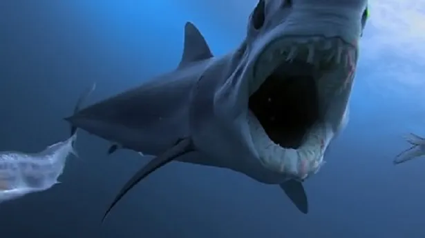 ナショナル ジオグラフィックで、特集「シャーク・マンス」スタート！ 「対決！サメvs海の捕食者」ほか、サメの生態を徹底解明するドキュメンタリー8番組を放送する