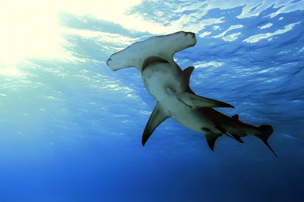 ココリコ田中 サメは怖い生き物 この番組を見ればそのイメージは変わります ナショジオ夏の特集 シャーク マンス 放送開始 Webザテレビジョン