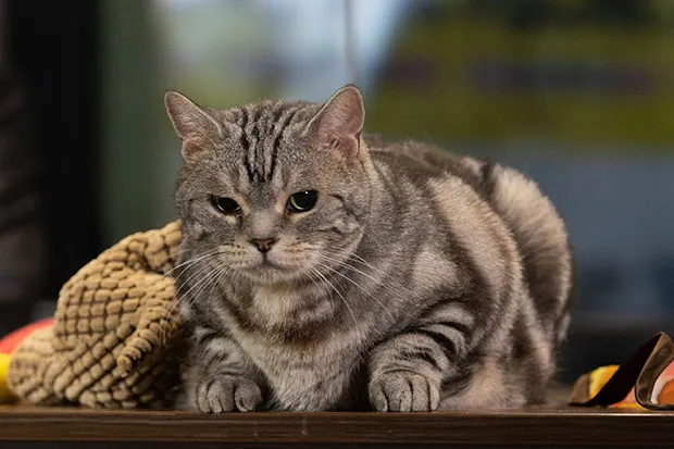 【写真を見る】ちょこんと丸くなり、視聴者に癒やしを提供する大岩家の愛猫ビビ