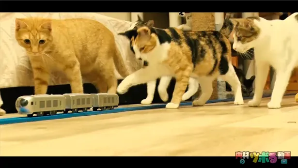 【写真を見る】熱海の猫カフェ内にもプラレールが走り、猫たちも興味津々！