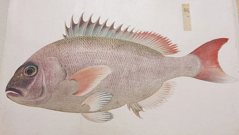 驚異の魚図鑑　衆鱗図