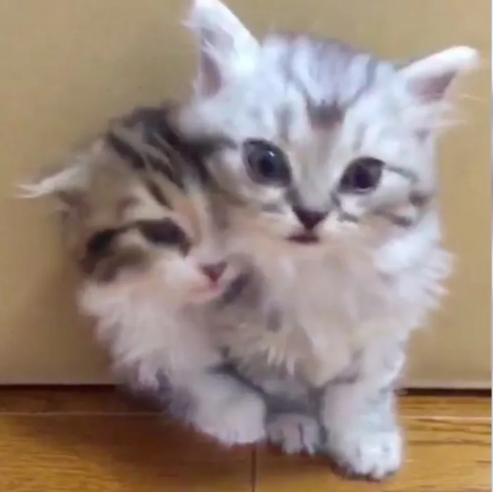 【写真を見る】宇垣美里もメロメロの珠玉のモフモフ映像…仲良しすぎるネコたち