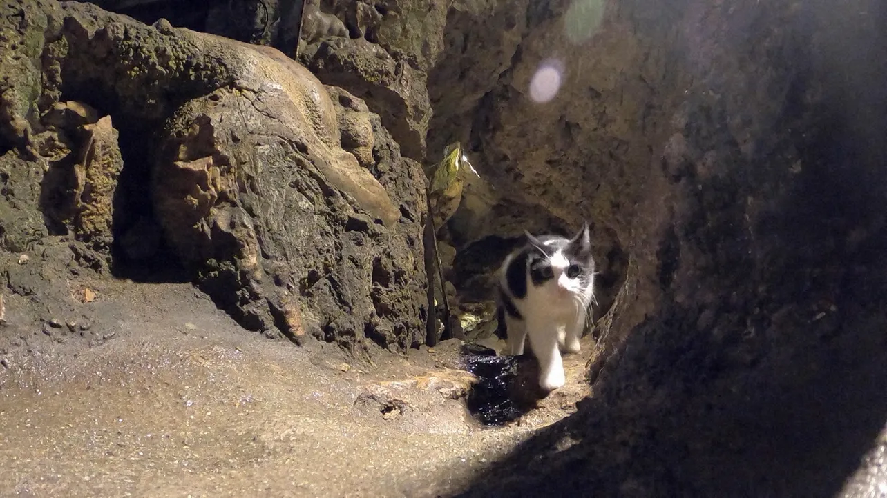 洞窟の中を案内するネコ