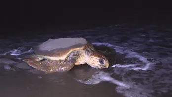 宮崎・富田浜でアカウミガメの産卵・ふ化を見守る人々<世界一の九州が始まる!>