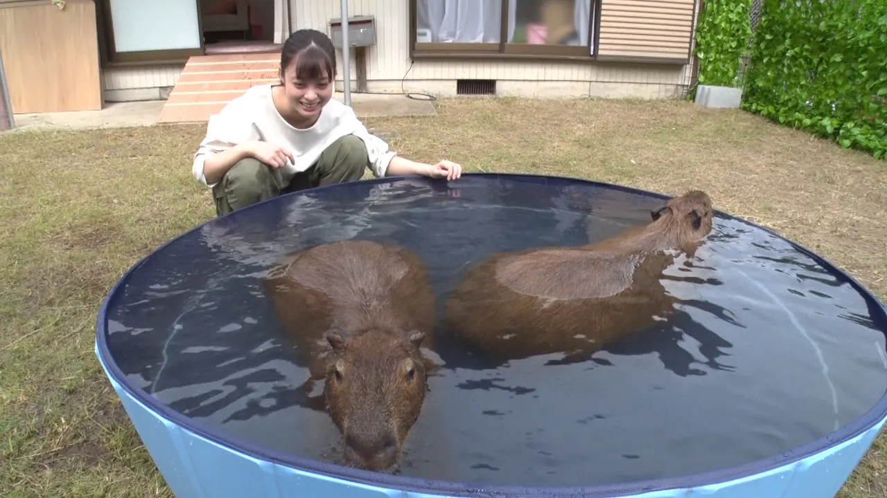 【写真を見る】意外と大きいカピバラと、身長152cmの橋本環奈　どちらもかわいい！