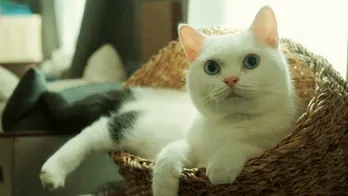 ネコ探しのプロ“猫探偵”が神隠しにあったネコの捜索に奮闘!