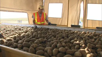 ジャガイモは広大な農場からフライドポテト工場へ運ばれる