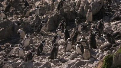 人類の進化に深く関わるというケープペンギン 