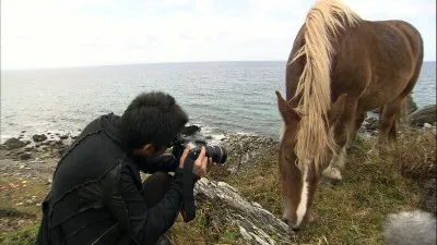 本州最北東端の地・尻屋崎で、厳冬の寒さでも力強く生きる寒立馬（かんだちめ）を撮影