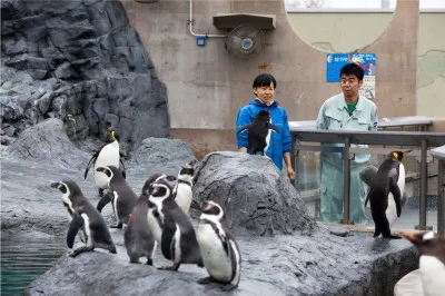 有野晋哉はペンギンの“行動展示”を見学