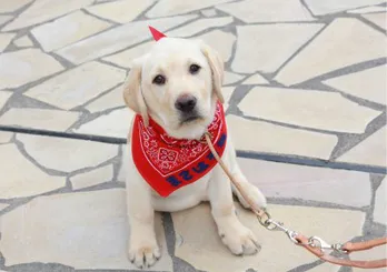 大物感は“まさお君”以上!? ポチたまペットの旅がリニューアル!