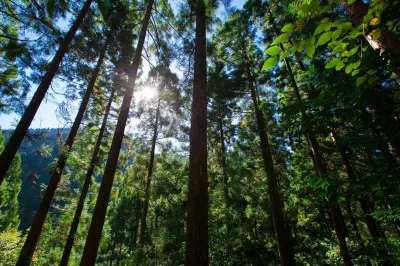 櫻井翔は高知県馬路村で林業の活性化を目指す現場を訪れる