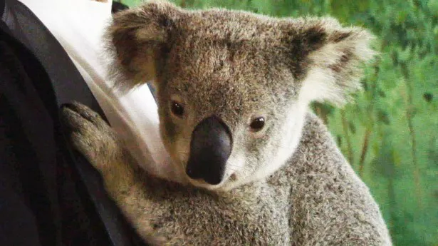 減少の一途をたどるコアラなど、生態系が破壊されつつある動物と人間の共生を考える