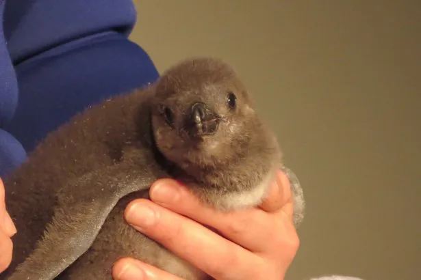 【写真】飼育員に抱っこされてマゼラン・ペンギンの赤ちゃんが登場