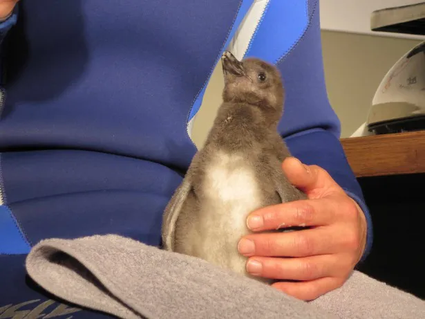 画像 すみだ水族館にペンギンの赤ちゃんが誕生 ソラカラちゃんもお祝いに 3 8 Webザテレビジョン