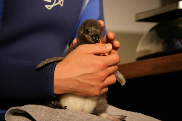 ペンギンの性別は生後半年くらい経過しないと判別が難しく、飼育員は「雄でも雌でも元気に育ってくれれば」と赤ちゃんペンギンの成長を願う