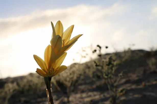 いつ、どこで咲くか予想できないアタカマ砂漠のワイルドフラワー