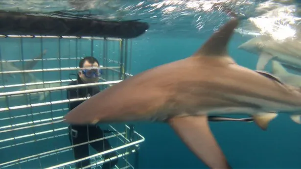 【画像】シャークツアーに参加した千原せいじの目の前にサメが現れたっ！