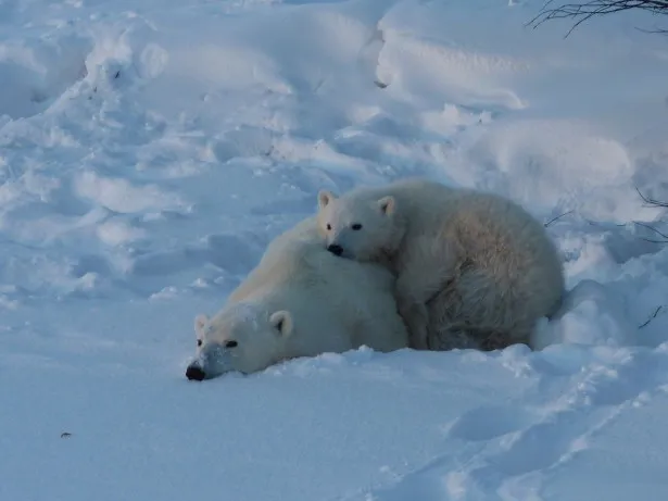 【写真】「ダーウィンが来た！」では、雪やシロクマの毛並みの質感が圧巻！