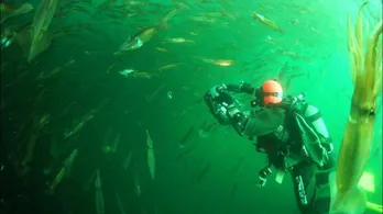 羅臼の海で“死滅回遊”のミステリーに迫る! 北の海が春・夏・秋・冬に見せる奇跡の光景とは!?