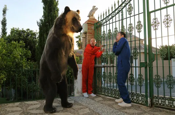 【写真を見る】スペインの有名なヒグマと対峙するバイきんぐ。小峠英二もその迫力に思わずおののく