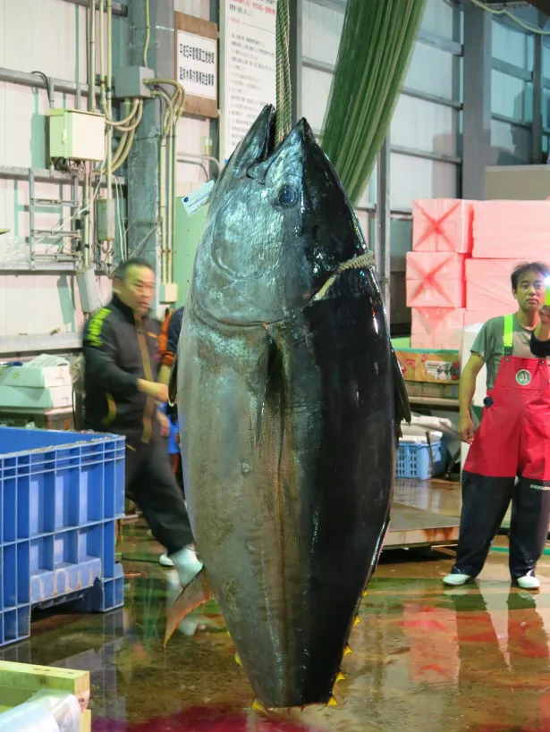 青森・大間町で水揚げされたマグロ