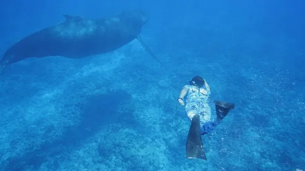 【写真を見る】超貴重な“奇跡の光景”が実現！伊藤英明が巨大なザトウクジラに急接近！