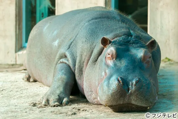 【写真を見る】旭山動物園をずっと見守ってきた一頭の高齢のカバ・ザブコ