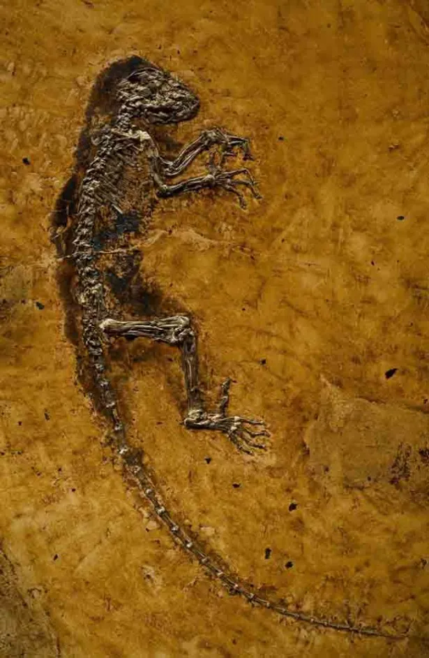 特別展「生命大躍進」が東京・国立科学博物館で開催。全身の95％の骨格が残る霊長類化石「イーダ」など超貴重化石を展示