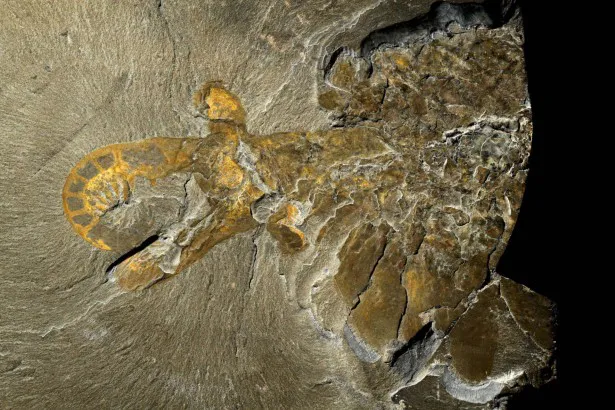カンブリア紀の最強の捕食者「アノマロカリス」の化石