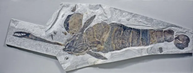 シルル紀の海の支配者「ウミサソリ」の2mを超える化石