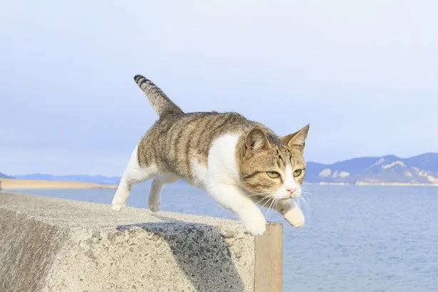 ニャニャニャンと 話題の 飛び猫 写真の撮影裏話 Webザテレビジョン