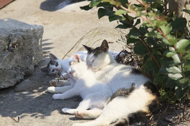 【写真を見る】（写真2）島で生まれた子猫たちと母猫