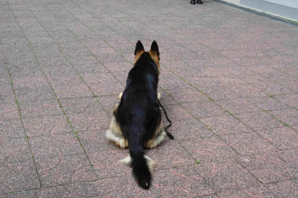 観衆の前でも全く動じることなく、普段通りの力を見せる警察犬