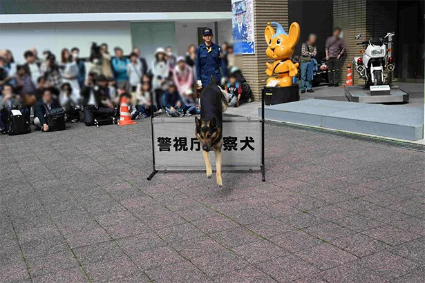 警察犬の障害物飛越訓練も！
