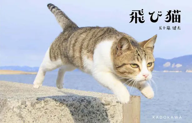 写真集「飛び猫」で話題の写真家・五十嵐健太氏主催による展示会「ねこ専」が開催中