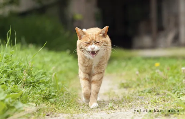 福島県飯館村に暮らす猫を撮影し続ける上村雄高氏の作品