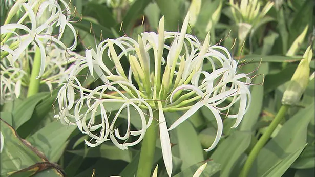 祖父が大好きだった故郷の花、ハマユウ