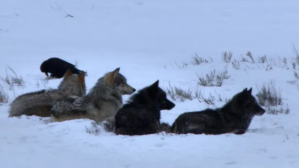 オオカミは通常、オスメス2頭が群れを率いるが、グレイはただ1匹で群れのリーダーを務めていた