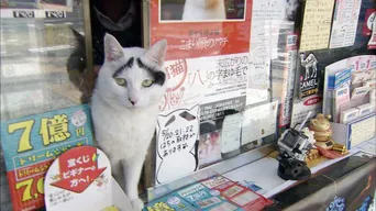 文豪の陰に猫あり 吾輩は猫である 誕生秘話 Webザテレビジョン