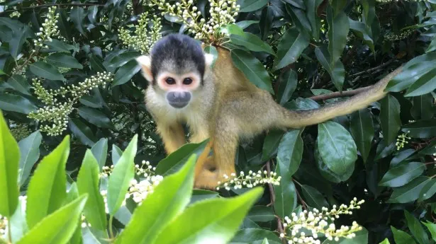 アフリカ・マダガスカルの自然を再現した「温室ドーム」では、熱帯雨林に生息しているさまざまな動物たちと出合える