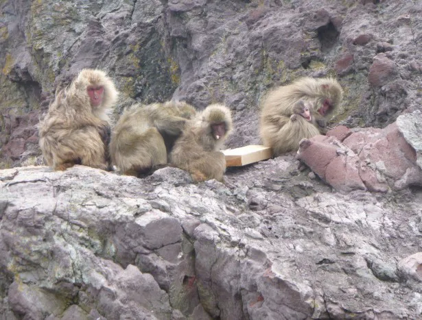 島中に群がる野生の猿たち