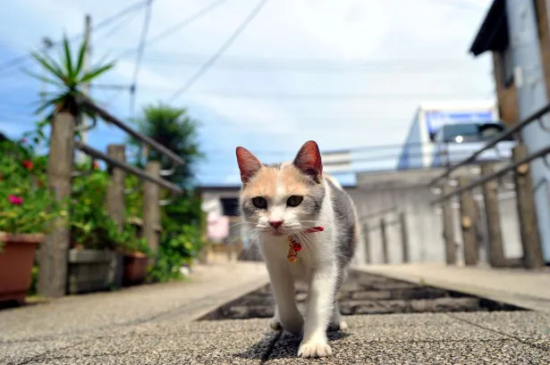 三毛猫・ドロップの萌えSHOT！その6