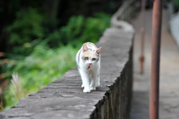 三毛猫・ドロップの萌えSHOT！その20