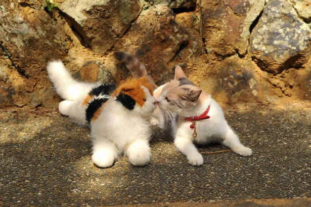 映画「先生と迷い猫」に出演する三毛猫のドロップ。カメラテスト用の縫いぐるみと戯れる姿が愛らしい！