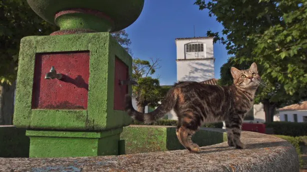マドリードのネコも、日本と変わらず愛らしい姿を見せる