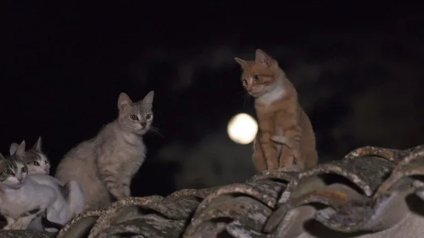 夜、屋根の上に集まるネコたち